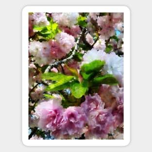 Spring - Double Cherry Blossoms Sticker